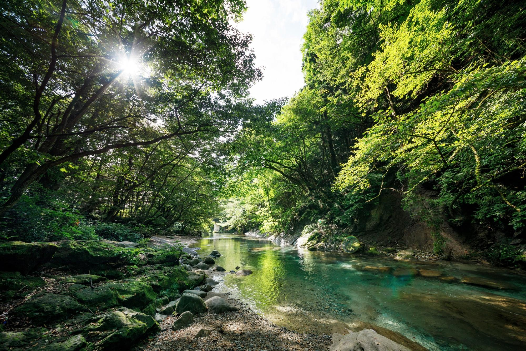 夏の木漏れ日が差す木の俣渓谷